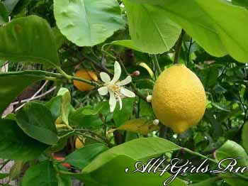 Плод цитрона самый крупный из всех цитрусовых 