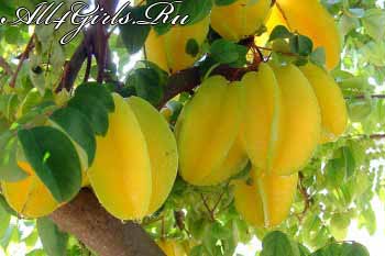 Карамбола - экзотический фрукт