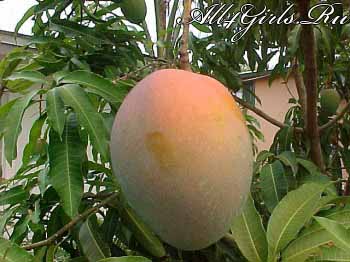 Видов манго в мире очень много – до 500