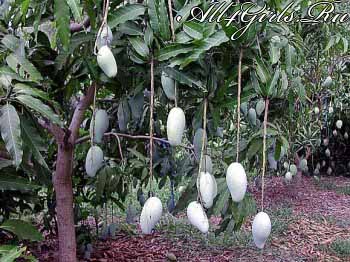 Родина манго – Юго-Восточная Азия
