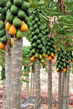 Дерево папайи не похоже на другие плодовые растения